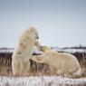 Orso polare - Polar bear (Ursus maritimus)