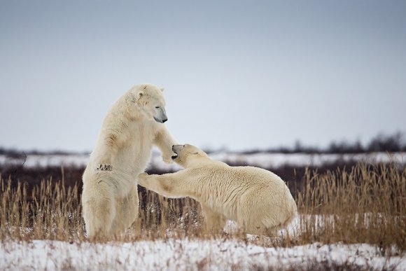 Orso polare - Polar bear (Ursus maritimus)