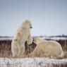 Orso polare - Polar bear (Ursus maritimus)