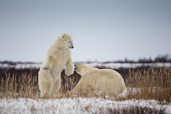 Orso polare - Polar bear (Ursus maritimus)