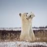 Orso polare - Polar bear (Ursus maritimus)