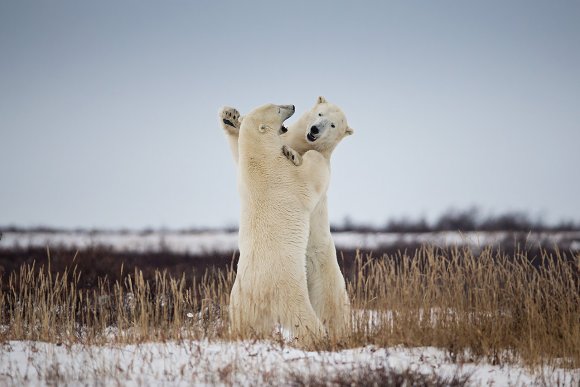 Orso polare - Polar bear (Ursus maritimus)