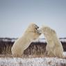 Orso polare - Polar bear (Ursus maritimus)