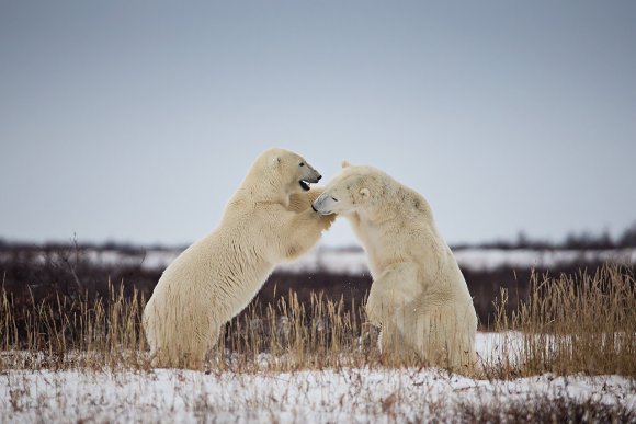 Orso polare - Polar bear (Ursus maritimus)