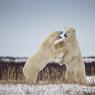 Orso polare - Polar bear (Ursus maritimus)