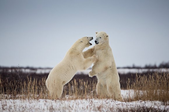 Orso polare - Polar bear (Ursus maritimus)