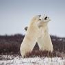 Orso polare - Polar bear (Ursus maritimus)