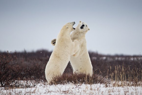 Orso polare - Polar bear (Ursus maritimus)