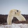 Orso polare - Polar bear (Ursus maritimus)