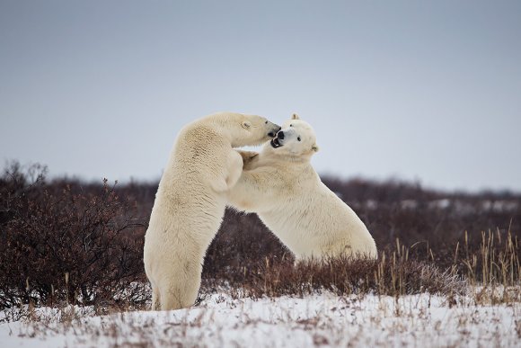 Orso polare - Polar bear (Ursus maritimus)