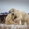 Orso polare - Polar bear (Ursus maritimus)