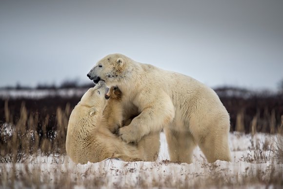 Orso polare - Polar bear (Ursus maritimus)