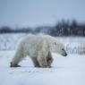 Orso polare - Polar bear (Ursus maritimus)