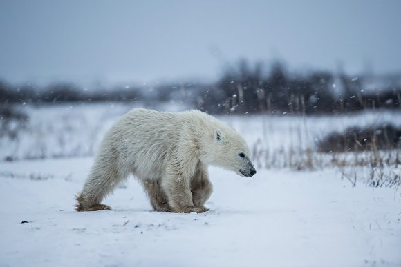 Orso polare - Polar bear (Ursus maritimus)