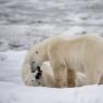 Orso polare - Polar bear (Ursus maritimus)