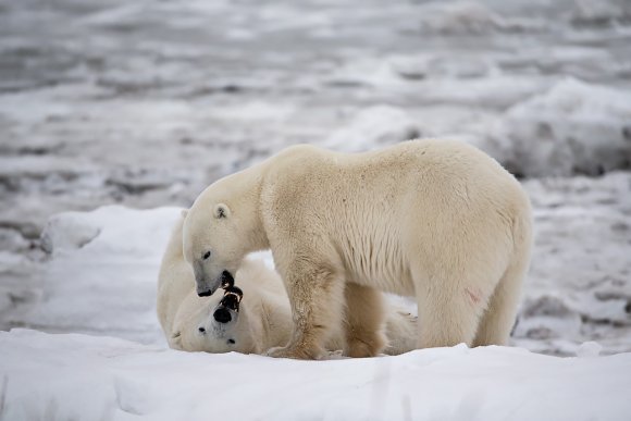 Orso polare - Polar bear (Ursus maritimus)
