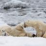 Orso polare - Polar bear (Ursus maritimus)