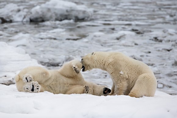 Orso polare - Polar bear (Ursus maritimus)