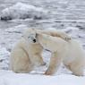 Orso polare - Polar bear (Ursus maritimus)