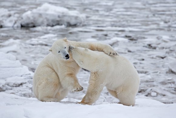 Orso polare - Polar bear (Ursus maritimus)