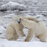 Orso polare - Polar bear (Ursus maritimus)