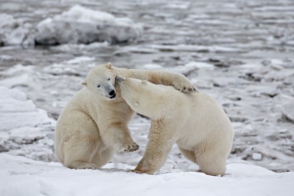 Orso polare - Polar bear (Ursus maritimus)