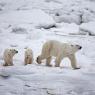 Orso polare - Polar bear (Ursus maritimus)