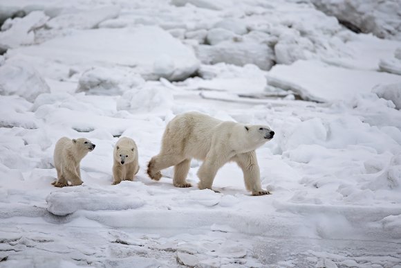 Orso polare - Polar bear (Ursus maritimus)