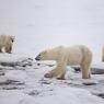 Orso polare - Polar bear (Ursus maritimus)