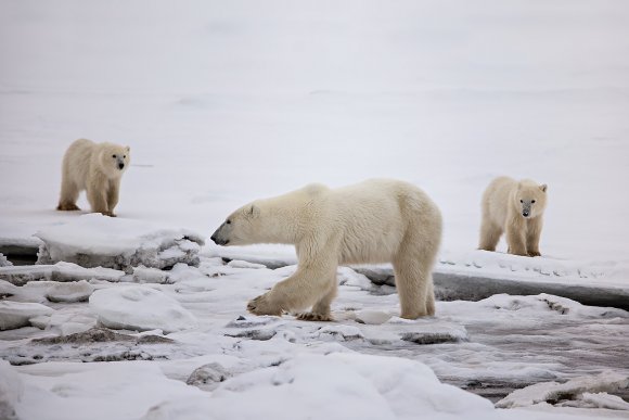 Orso polare - Polar bear (Ursus maritimus)