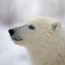 Orso polare - Polar bear (Ursus maritimus)