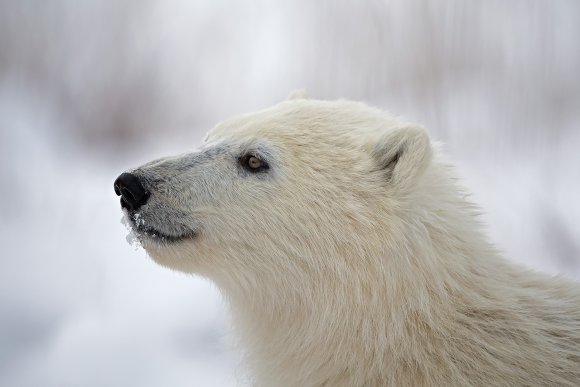 Orso polare - Polar bear (Ursus maritimus)