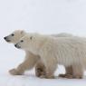 Orso polare - Polar bear (Ursus maritimus)