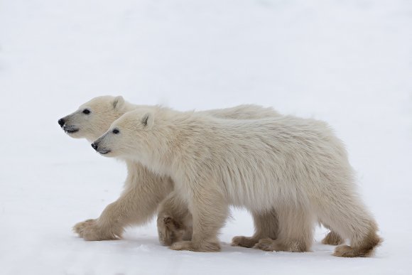 Orso polare - Polar bear (Ursus maritimus)