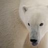 Orso polare - Polar bear (Ursus maritimus)