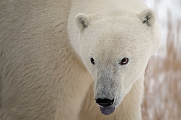 Orso polare - Polar bear (Ursus maritimus)