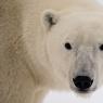 Orso polare - Polar bear (Ursus maritimus)