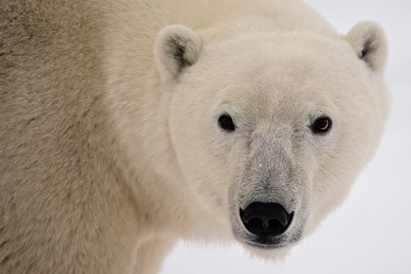 Orso polare - Polar bear (Ursus maritimus)