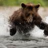 Orso bruno della Kamchatka brown bear - Kamchatka brown bear (Ursus arctos beringianus)