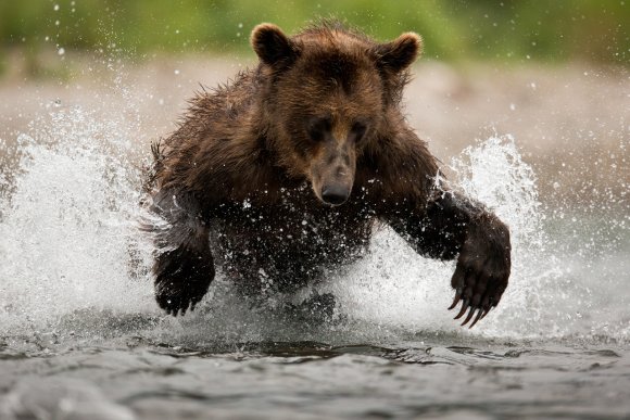 Orso bruno della Kamchatka brown bear - Kamchatka brown bear (Ursus arctos beringianus)