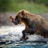 Orso bruno della Kamchatka brown bear - Kamchatka brown bear (Ursus arctos beringianus)