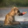 Orso bruno della Kamchatka brown bear - Kamchatka brown bear (Ursus arctos beringianus)