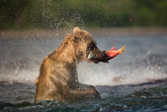 Orso bruno della Kamchatka brown bear - Kamchatka brown bear (Ursus arctos beringianus)