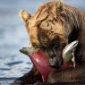 Orso bruno della Kamchatka brown bear - Kamchatka brown bear (Ursus arctos beringianus)