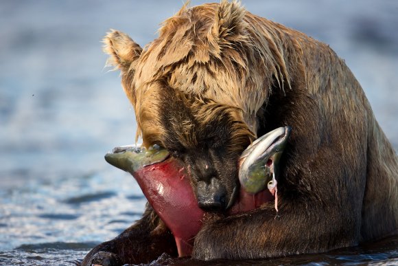 Orso bruno della Kamchatka brown bear - Kamchatka brown bear (Ursus arctos beringianus)