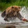 Orso bruno della Kamchatka brown bear - Kamchatka brown bear (Ursus arctos beringianus)