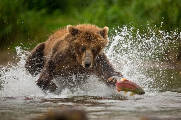 Orso bruno della Kamchatka brown bear - Kamchatka brown bear (Ursus arctos beringianus)