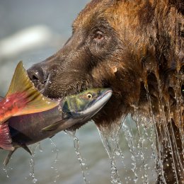 Orso bruno della Kamchatka brown bear - Kamchatka brown bear (Ursus arctos beringianus)