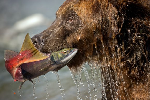 Orso bruno della Kamchatka brown bear - Kamchatka brown bear (Ursus arctos beringianus)