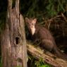 Faina - Stone marten (Martes foina)